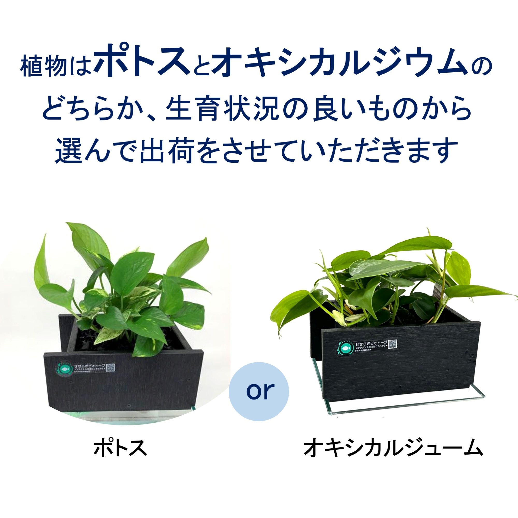 せせらぎビオトープ　20cm型基本照明＋木枠台セット