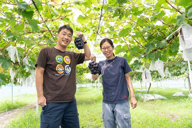 【2026年発送分先行予約】クイーンセブンと食べ比べセット（約2ｋｇ）　8月中旬発送　広島　農家直送・新鮮朝採り　【配送不可：離島】【【※お届け日指定不可】