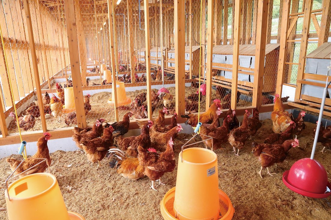 冷凍　東広島こい地鶏わっぱめし　220g×2個