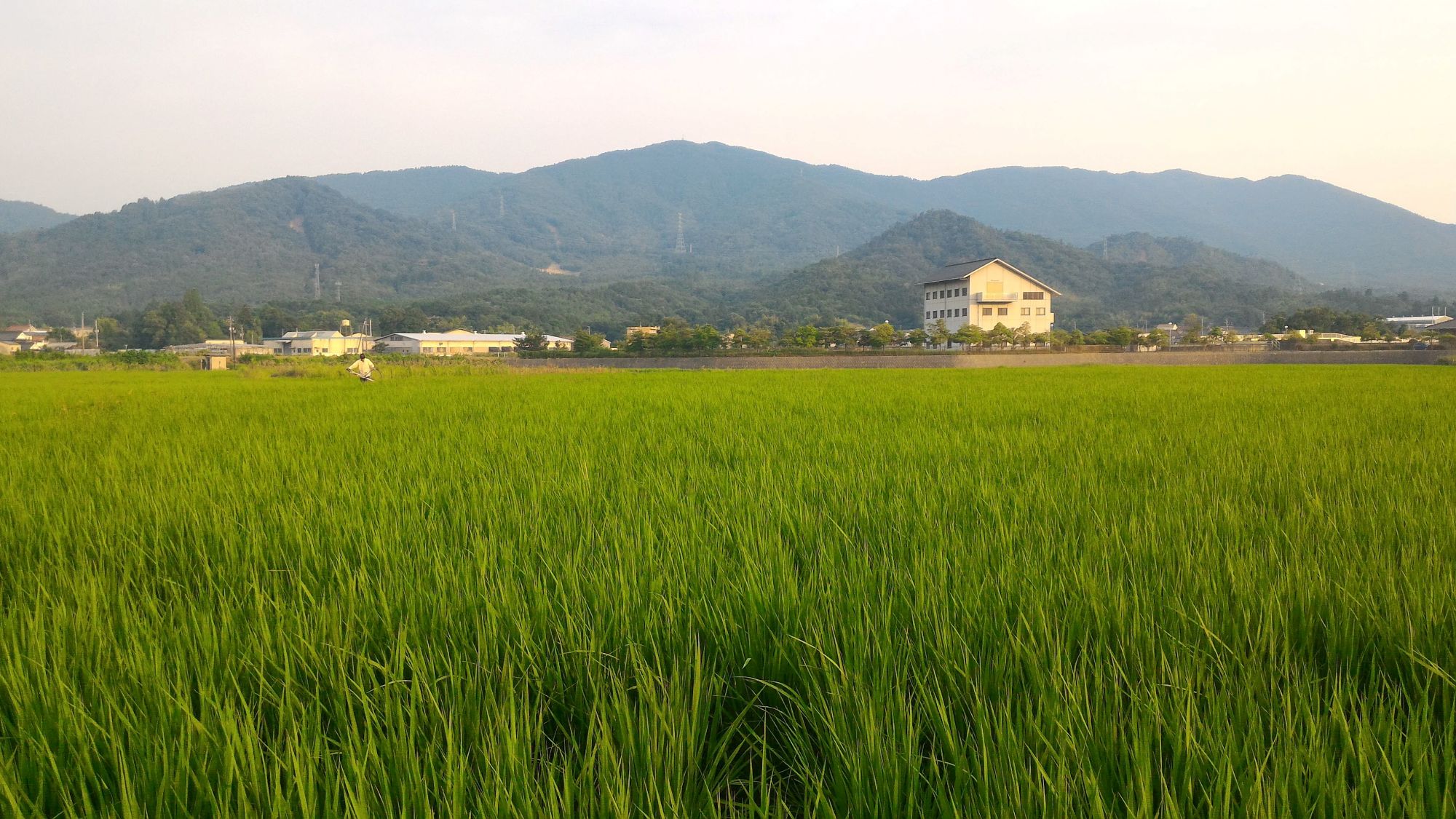 東広島市産米 令和7年産 あきさかり 5kg×2袋