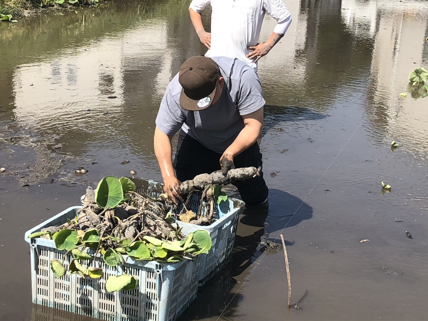 【予約商品】和美蓮根 3kg【配送時期：10月上旬～2月下旬】