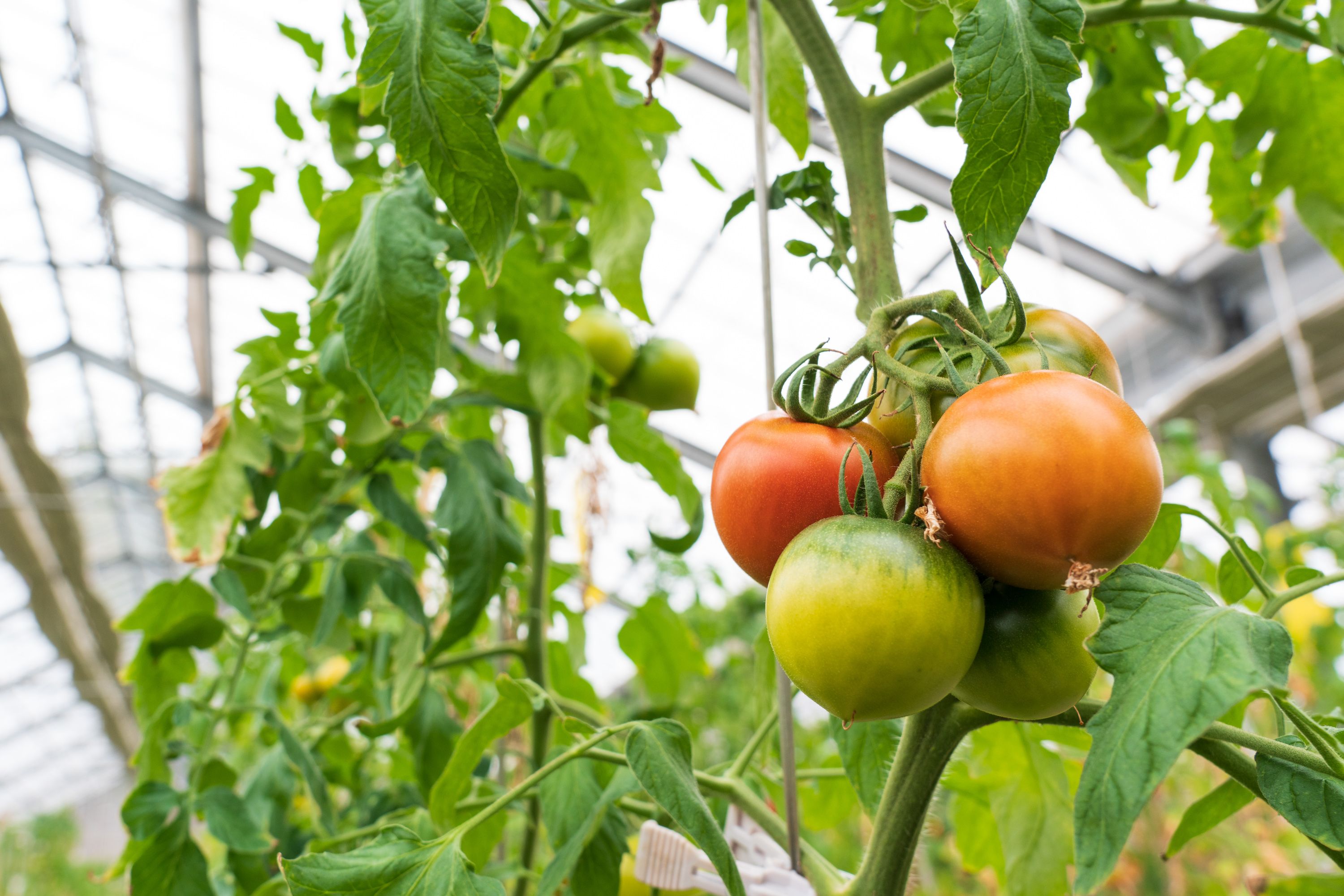 【予約商品】アグライズ 別嬪とまと撫子 約2kg（約1kg箱×2）【配送時期：2月～3月】