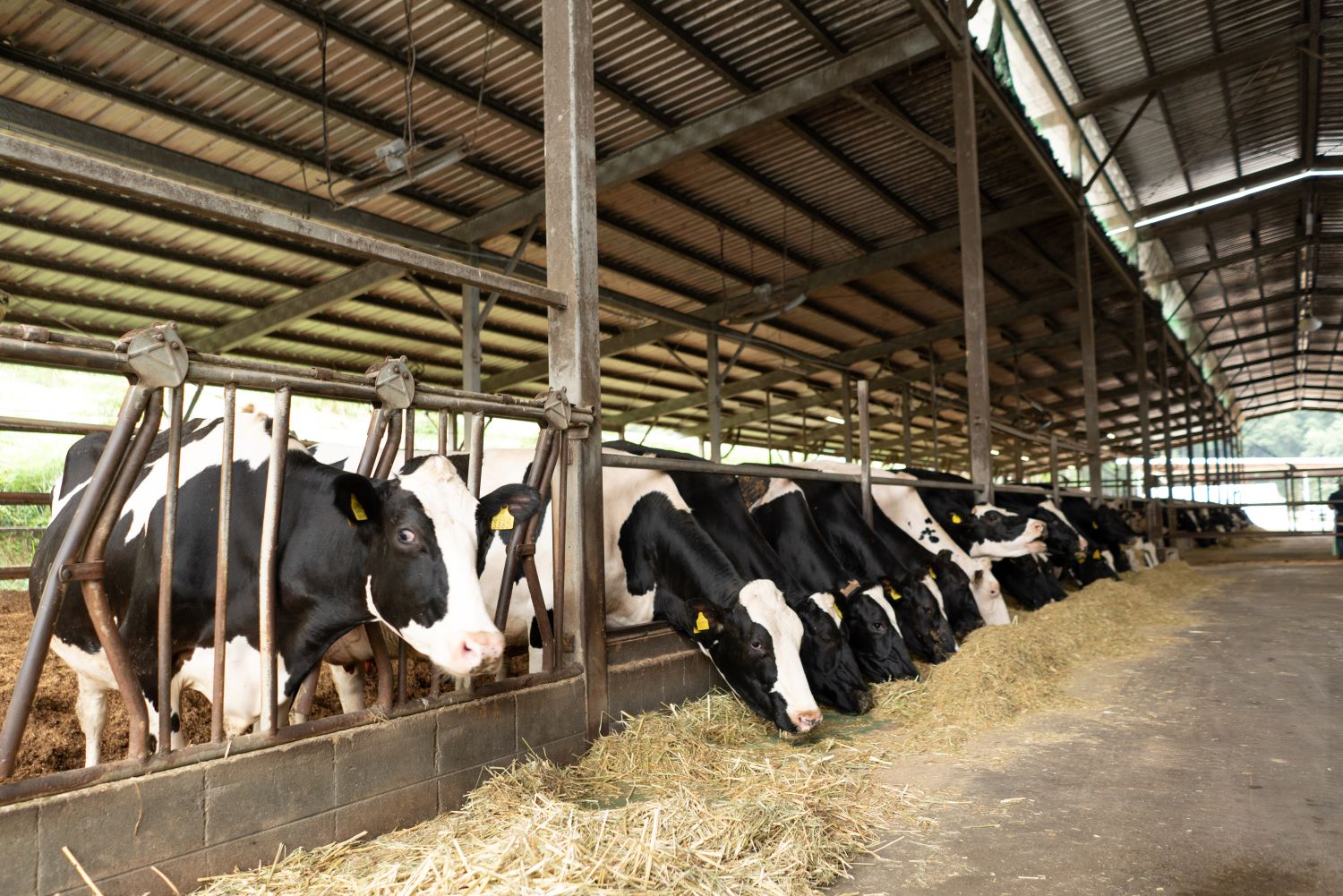 牧場直送十夢ジェラート6個、生キャラメル2袋セット【配送不可：離島】