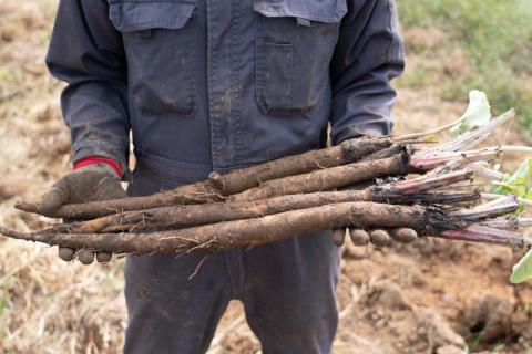 ごぼうの爽やかな香りと、バリバリ食感がたまらない【バリバリごぼう】(130g×12袋)