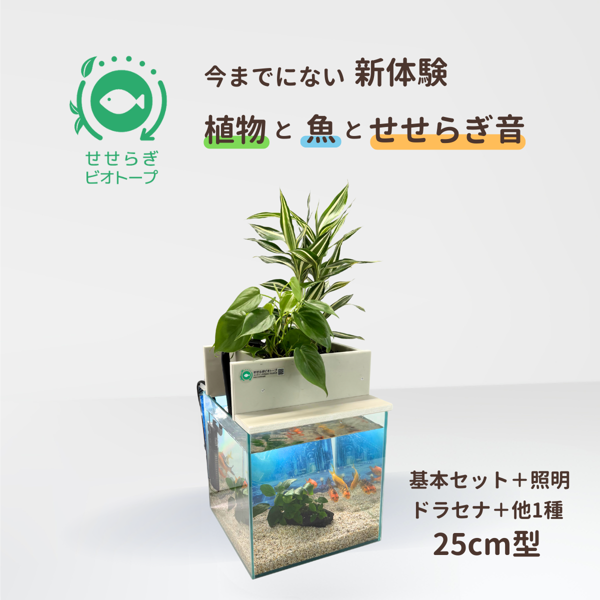 せせらぎビオトープ　25cm型基本+照明セット（ドラセナ＋他1種）