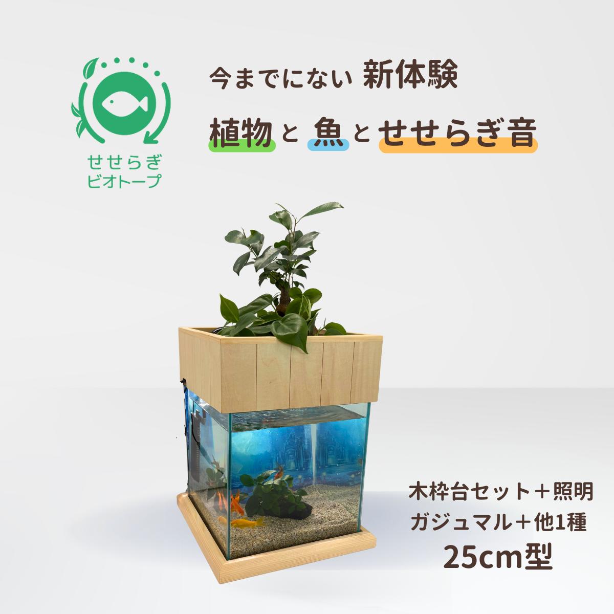 せせらぎビオトープ　25cm型照明+木枠台セット（ガジュマル＋他1種）