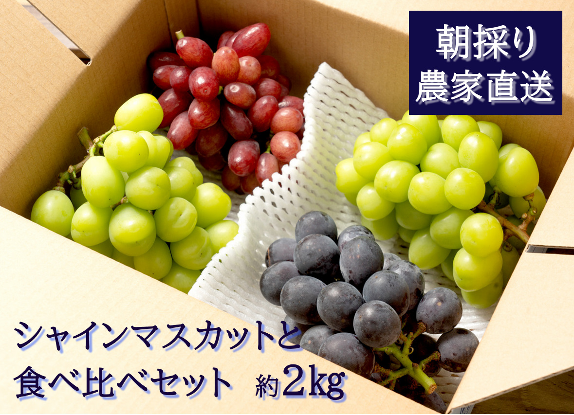 【2026年発送分先行予約】シャインマスカットと食べ比べセット（約2kg）　9月上旬発送　広島　農家直送・新鮮朝採り　【配送不可：離島】【※お届け日指定不可】