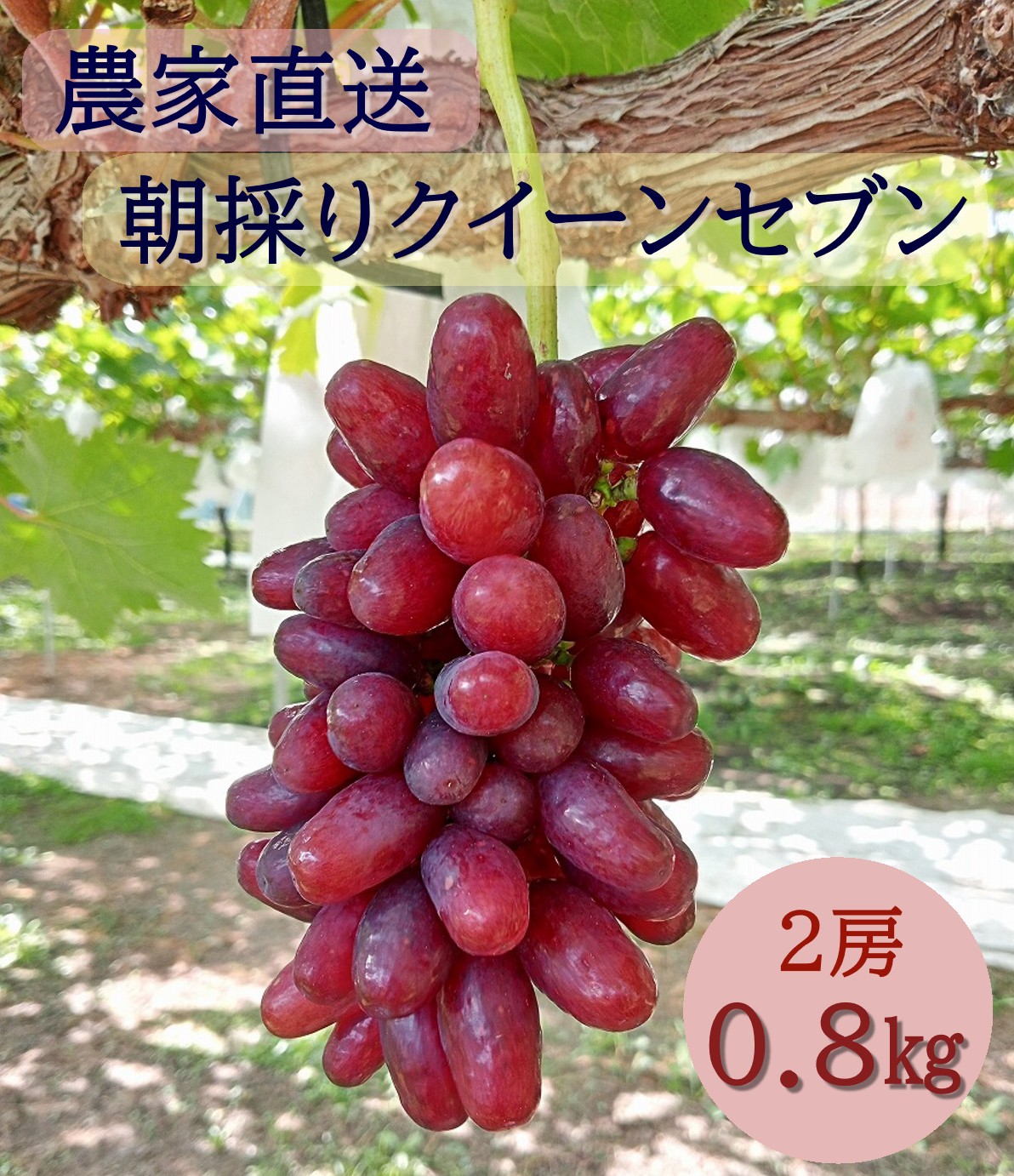 【2026年発送分先行予約】クイーンセブン　2房（約1ｋｇ）　8月中旬発送　広島　農家直送・新鮮朝採り　【配送不可：離島】【※お届け日指定不可】