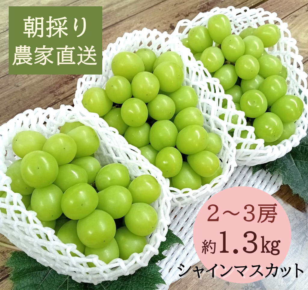 【2026年発送分先行予約】シャインマスカット　2～3房（約1.3㎏）　9月上旬発送　広島　農家直送・新鮮朝採り　　【配送不可：離島】【※お届け日指定不可】