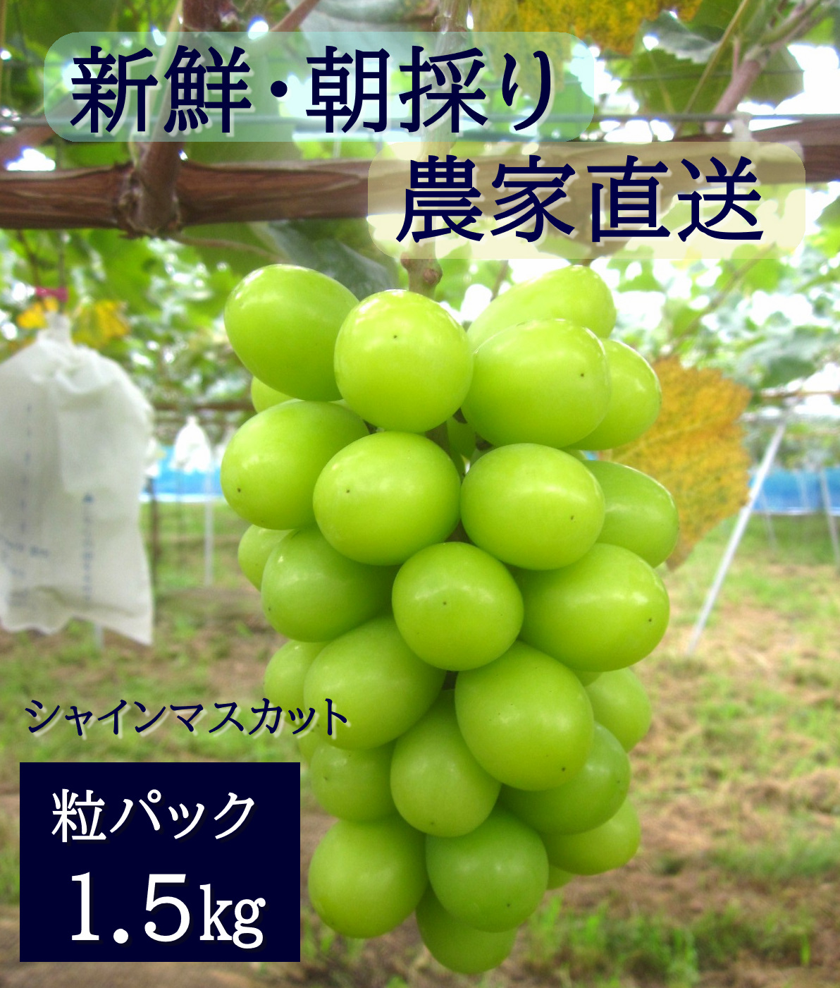 【2026年発送分先行予約】シャインマスカット　粒パック（約1.5kg）　9月上旬発送　広島　農家直送・新鮮朝採り【配送不可：離島】【※お届け日指定不可】