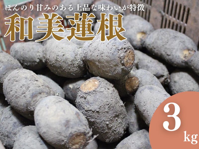 【予約商品】和美蓮根 3kg【配送時期：10月上旬～2月下旬】