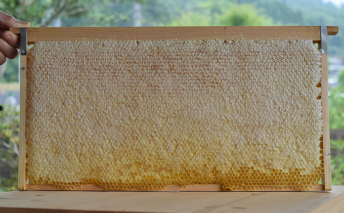 タカトーファーム　国産純粋はちみつ 900g(300g×3)