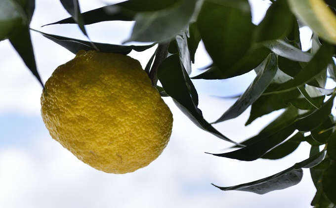 ゆず発泡酒 『MOTONARI』