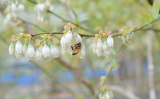 タカトーファーム　国産純粋はちみつ 900g(300g×3)