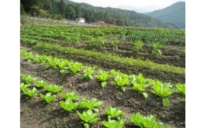 旬の野菜とお米のセット【配達不可：北海道・沖縄・離島】