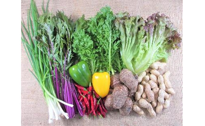 旬の野菜・定期便（6か月）【配達不可：北海道・沖縄・離島】