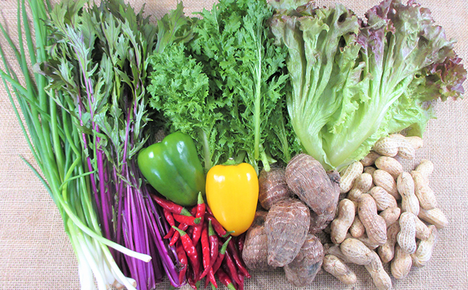 【2ヶ月毎に6回お届け】 旬の野菜・定期便（12か月）