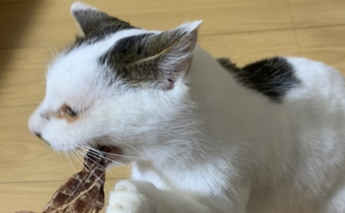 ペットフード クセになるおやつ 鹿肉ジャーキー 60g×3袋