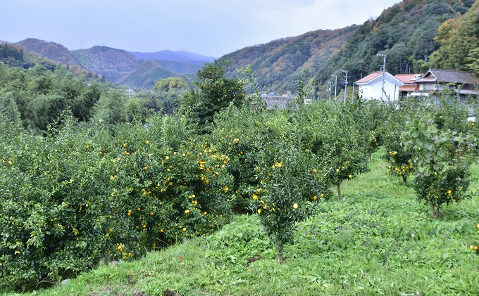 ゆず発泡酒 『MOTONARI』