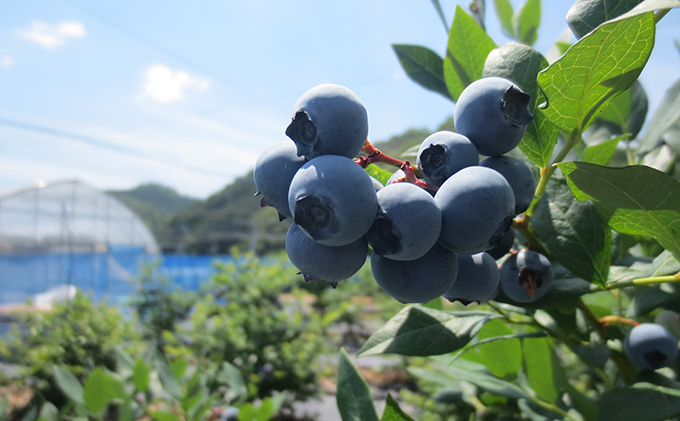 タカトーファーム　冷凍ブルーベリー　サイズL　1kg