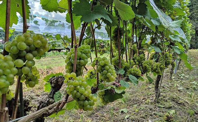 Amber Wines リースリングスパークリング2021