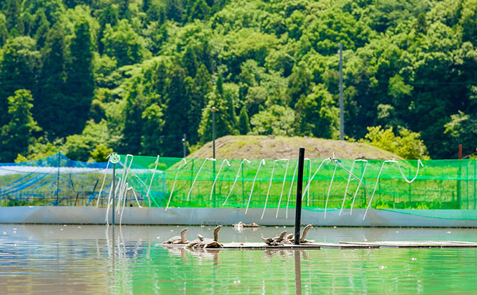 八千代すっぽん鍋セット（2～3人前×3セット）