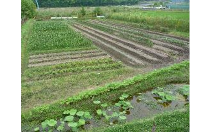 旬の野菜・定期便（6か月）【配達不可：北海道・沖縄・離島】