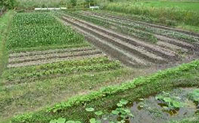 【2ヶ月毎に6回お届け】 旬の野菜・定期便（12か月）