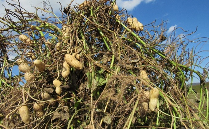 自家製炒りピーナッツ 100g×3袋＋30g×1袋 セット