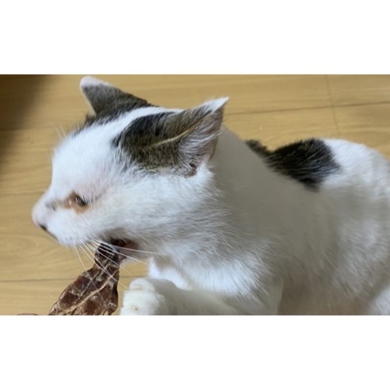 鹿の内臓ジャーキー4点セット 犬 犬用 おやつ 鹿肉 内臓 ジャーキー 干肉 干し肉 乾燥肉 国産 広島 安芸高田市