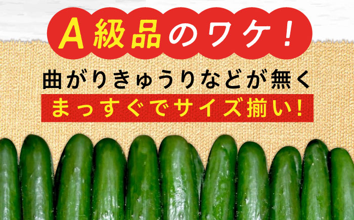 鮮度バツグン！広島県江田島市産きゅうり 5kg×1箱 Lサイズ 胡瓜 キュウリ 野菜 やさい 国産 江田島市/ひろしま農業協同組合江田島アグリセンター [XCA001] 野菜・果物