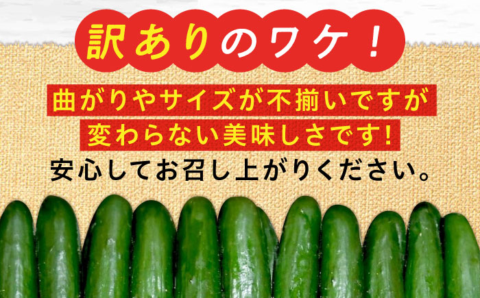 【訳あり】鮮度バツグン！広島県江田島市産きゅうり 5kg×1箱 Lサイズ 胡瓜 キュウリ 野菜 やさい 国産 江田島市/ひろしま農業協同組合江田島アグリセンター [XCA002] 野菜・果物