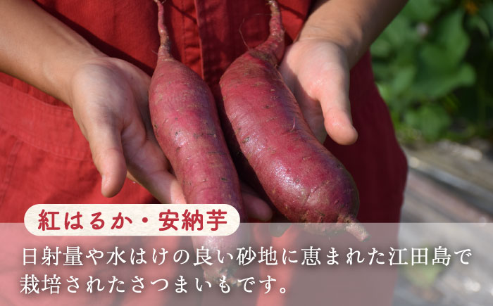 【全3回定期便】江田島の本格 芋焼酎 てくてくの飲み比べセット【紅はるか＆安納芋】各720ml 江田島市/峰商事 合同会社[XAD021] 定期便