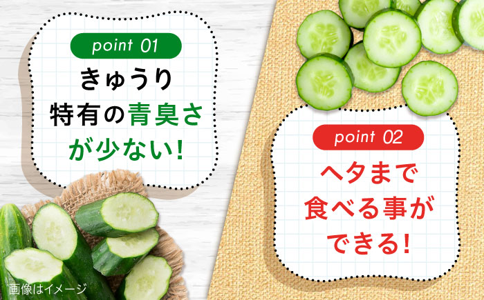 【訳あり】鮮度バツグン！広島県江田島市産きゅうり 5kg×1箱 Lサイズ 胡瓜 キュウリ 野菜 やさい 国産 江田島市/ひろしま農業協同組合江田島アグリセンター [XCA002] 野菜・果物