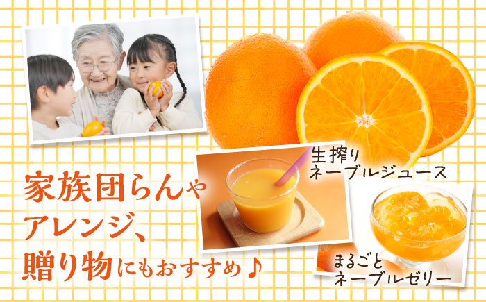 【瀬戸内の恵たっぷり】ネーブル 5kg 柑橘 ＜小原農園＞江田島市 [XCE003] 野菜・果物