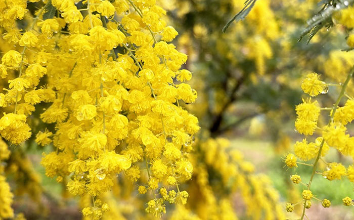 ミモザ 20本 お花 生花 フラワー インテリア 江田島市/田中農園 [XCV001]