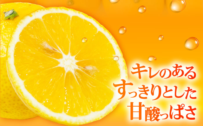 八朔 2kg 小玉 江田島市産 ハッサク はっさく 広島 みかん ミカン 柑橘 柑橘類 果物 くだもの フルーツ 家庭用 濃厚 デザート 旬 国産 ハルテラス農園/江田島市 [XCX001]