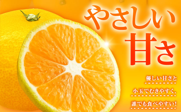 早生みかん 3kg 小玉 わせみかん わせ 江田島産 広島 みかん ミカン 柑橘 柑橘類 果物 くだもの フルーツ 家庭用 濃厚 デザート 旬 特産品 温州みかん 国産 江田島市/ハルテラス農園 [XCX003]