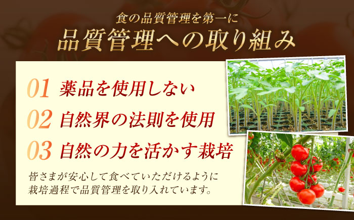自然を活用した低農薬栽培！ミディアムトマト 3kg 江田島市/有限会社グリーンファーム沖美 [XAB001] 野菜 果物