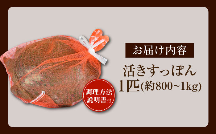 生きたまま届く最高級食材！江田島育ちのすっぽん【活き】 江田島市/平井興産株式会社 [XAC003] お肉 魚介