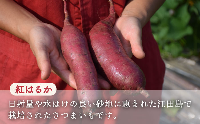 【全6回定期便】誰にでも喜ばれる！てくてくの本格芋焼酎(紅はるか)＆もみぢ饅頭 12個 詰め合わせ 江田島市/峰商事 合同会社[XAD034] 定期便