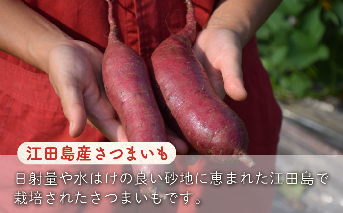 【全6回定期便】ねっとり濃厚！てくてくの壺焼き芋 2kg 江田島市/峰商事 合同会社[XAD052] 定期便