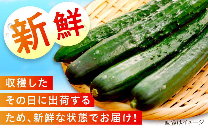 【訳あり】鮮度バツグン！広島県江田島市産きゅうり 5kg×1箱 Lサイズ 胡瓜 キュウリ 野菜 やさい 国産 江田島市/ひろしま農業協同組合江田島アグリセンター [XCA002] 野菜・果物