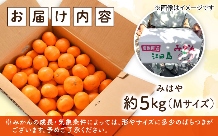【瀬戸内の恵たっぷり】柑橘 みはや 5kg ＜小原農園＞江田島市 [XCE005] 野菜・果物