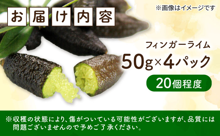 フルーツ 果物 くだもの 新感覚フルーツ！ 森のキャビア フィンガーライム 50g×4パック 柑橘 柑橘類 国産 ライム フルーツ 果物 くだもの 広島県産 江田島市/小原農園 [XCE011] 野菜・果物