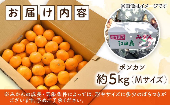 フルーツ 果物 くだもの 冬の期間限定！プロが見極めた食べ頃だけを厳選！ ポンカン 5kg 果物 蜜柑 柑橘 柑橘類 みかん ミカン スムージー ヨーグルト フルーツ 江田島市/小原農園 [XCE012] 野菜・果物