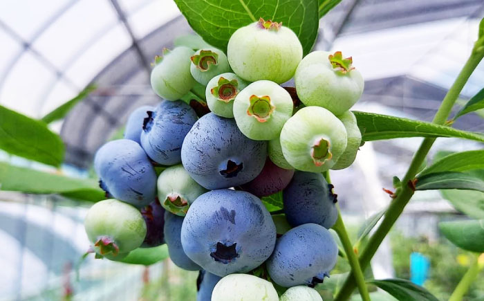 【先行予約】【7月中旬から発送】江田島産 摘みたて生ブルーベリー 500g　（250ｇ×2パック）ブルーベリー 果物 フルーツ 青果物 クール便 ハウス栽培 江田島市/小さなブルーベリー園in江田島（岩井農園） [XCW001]