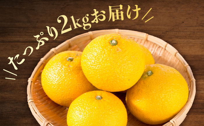 八朔 2kg 小玉 江田島市産 ハッサク はっさく 広島 みかん ミカン 柑橘 柑橘類 果物 くだもの フルーツ 家庭用 濃厚 デザート 旬 国産 ハルテラス農園/江田島市 [XCX001]