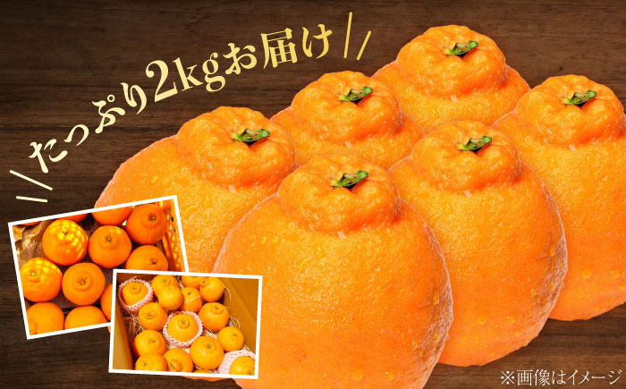 不知火 2kg しらぬい 小玉 デコポン 江田島市産 広島 みかん ミカン 柑橘 柑橘類 果物 くだもの フルーツ 家庭用 濃厚 デザート 旬 国産 ハルテラス農園/江田島市 [XCX002]