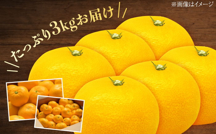 早生みかん 3kg 小玉 わせみかん わせ 江田島産 広島 みかん ミカン 柑橘 柑橘類 果物 くだもの フルーツ 家庭用 濃厚 デザート 旬 特産品 温州みかん 国産 江田島市/ハルテラス農園 [XCX003]